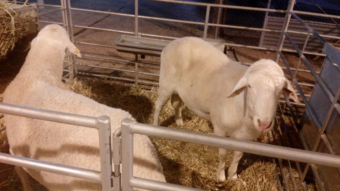 ovejas fercam 4 recortada ovejas