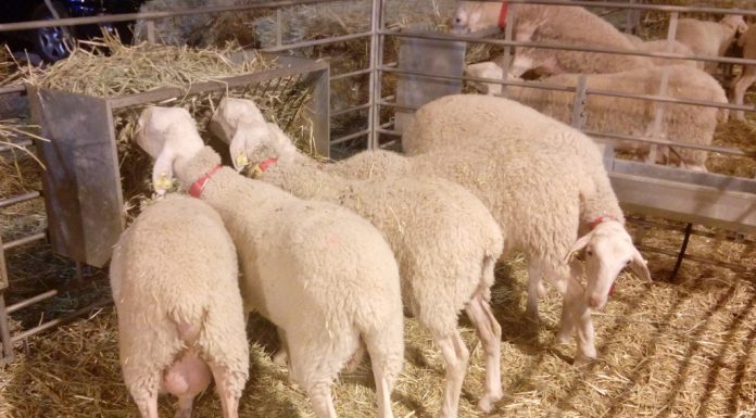 Mínimo aumento en la producción de leche de oveja en mayo