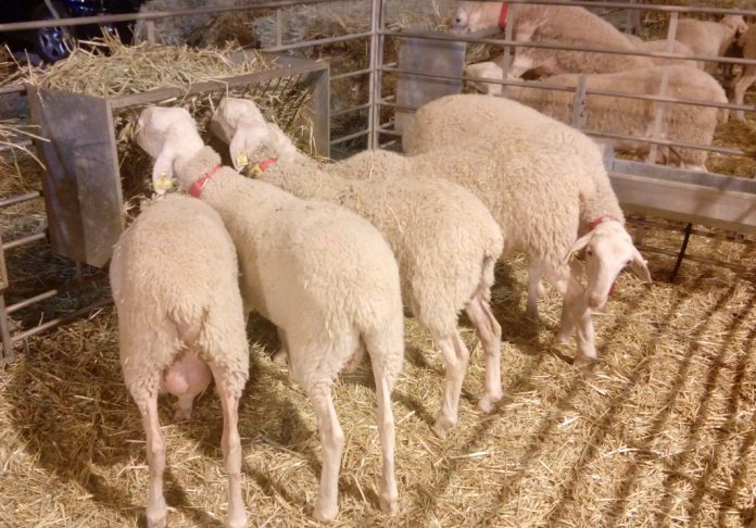 ovejas fercam 5