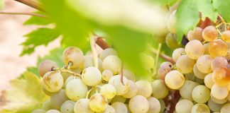 ¿A cuánto se están pagando las primeras uvas de la presente vendimia? uvas