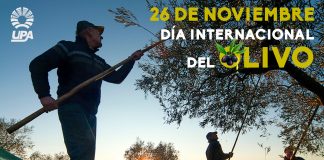 UPA hace un llamamiento al mercado del aceite de oliva para lograr precios justos