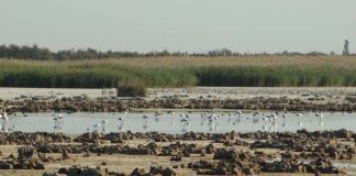 Cuando la siega de un tractor ayuda a la supervivencia de un ave amenazada. Fundación Global Nature