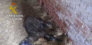 Tres investigados por animales abandonados en explotaciones ganaderas ciudadrealeñas