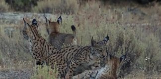 Gobierno de Castilla-La Mancha se personará contra cazador que mató lince