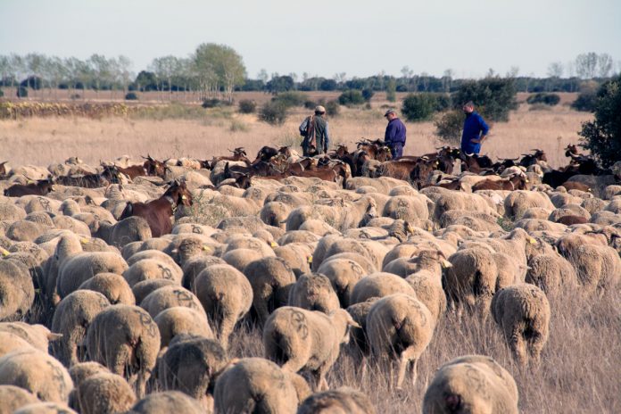 OVEJAS UPA DESPOBLAMIENTO