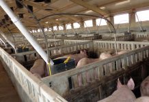 El ministro de Agricultura dice al sector que el Gobierno pone en marcha todos los mecanismos para contener la peste porcina africana cerdos