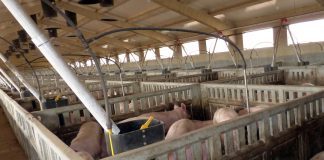 Paralizan un proyecto de granja porcina en Villanueva de la Jara (Cuenca) cerdos