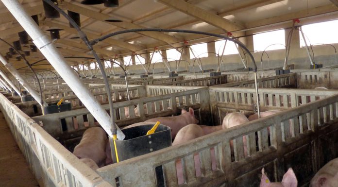 El ministro de Agricultura dice al sector que el Gobierno pone en marcha todos los mecanismos para contener la peste porcina africana cerdos