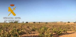 Detenido por hurto de 24.000 kilos uva en explotación vitivinícola albaceteña
