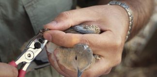 VIDEO: La tórtola europea necesita gestión, no amenazas