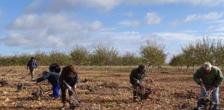 ¿Cómo solicitar la quema de restos de cosecha y poda?