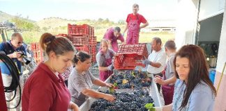 Los vinos de Europa del Este ganan protagonismo en la WBWE