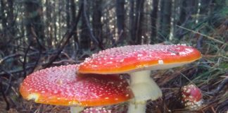 Saceruela celebrará una nueva edición de sus jornadas micológicas