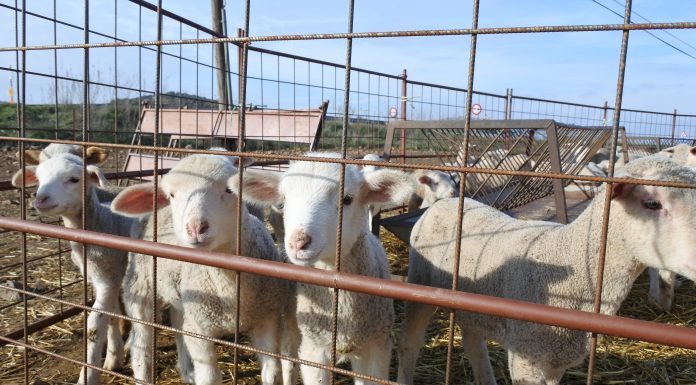 Castilla-La Mancha, declarada oficialmente región indemne a la brucelosis ovina y caprina