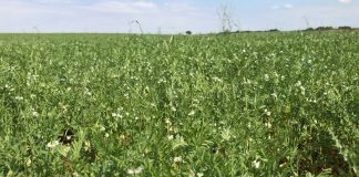 12 abril a 30 junio. Periodo establecido sin realizar labores agrícolas ZONAS ZEPA