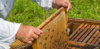 Analiza con organizaciones agrarias los principales problemas del sector apícola