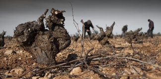 Diseñan un nuevo sistema para maximizar el aprovechamiento de la biomasa agrícola