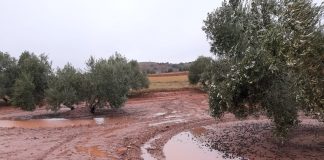 “Elsa” y “Fabián” hace estragos en campaña olivarera de Castilla-La Mancha