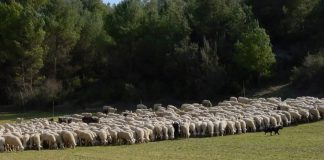 Nuevo pago de la Consejería a agricultores y ganaderos castellano-manchegos rebaño de ovejas