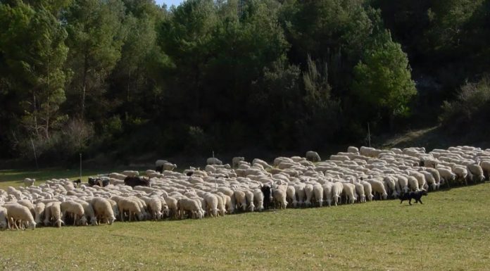 Ganaderos de Castilla-La Mancha piden ayuda inmediata que compensen la inmovilización por viruela ovina rebaño de ovejas