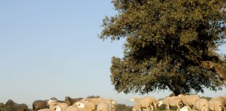 Convocadas subvenciones destinadas al fomento de las razas autóctonas españolas ovino