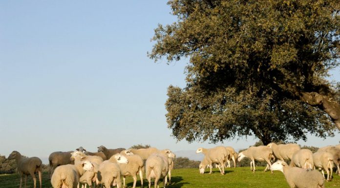 Convocadas subvenciones destinadas al fomento de las razas autóctonas españolas ovino