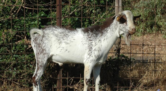 Convenio para el depósito de material genético de la Raza Florida