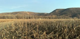 Vientos causaron importantes daños en los maizales del Bornova, en Guadalajara