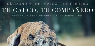 Aseguran que cifras de animalistas sobre abandono de galgos son falsas