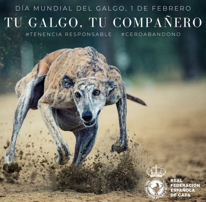 Día Mundial del Galgo2