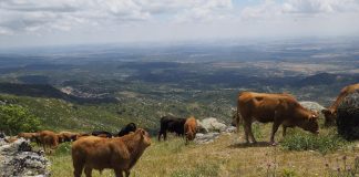 Ayudas para paliar posibles daños del lobo ibérico en el ganado