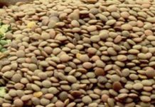 Crece la producción mundial de legumbres por el aumento del consumo