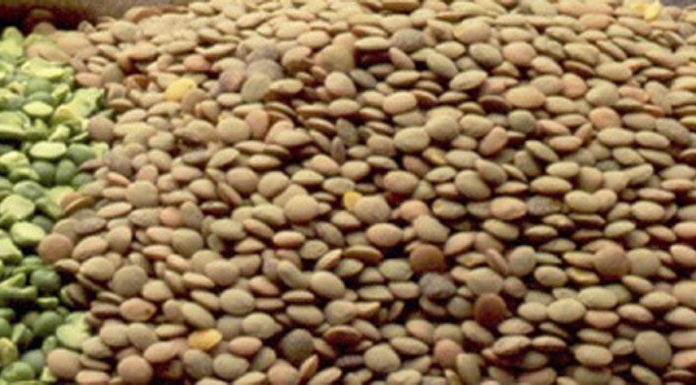 Crece la producción mundial de legumbres por el aumento del consumo