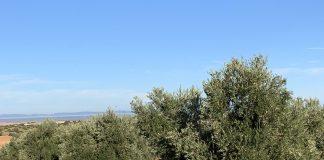 El futuro ya está aquí: algoritmos para predecir las necesidades hídricas de los cultivos aceituna olivares