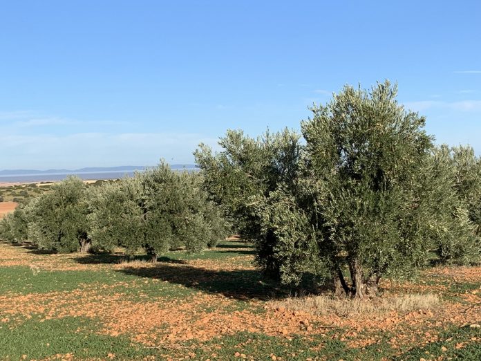 aceituna olivares