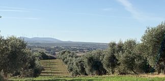 El Ministerio de Agricultura contempla la limitación de los rendimientos de aceituna por hectárea