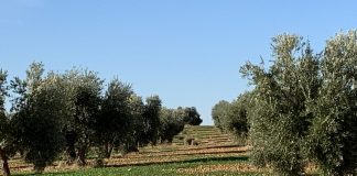Almendros, encinas y pinos potencian la comunidad de un insecto para el control de la polilla del olivo