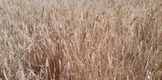 Estima indemnizaciones por 300 millones por los daños provocados por la sequía en cultivos herbáceos de secano sequía cereales