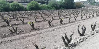Siniestralidad seguro agrario superó los 640 millones de euros en 2019