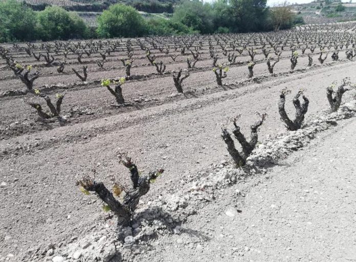 viña seguros agrarios