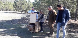 Sueltan a un águila imperial en un pueblo de Albacete