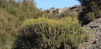 Reclaman medidas de protección urgente para planta en peligro de extinción