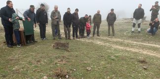 «Quejigo», tercer lince liberado este año en Montes de Toledo