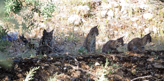 Publicadas nuevas zonas de presencia estable y reproductora para lince ibérico