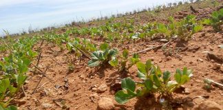 Legumbres manchegas que superan lo ecológico y conservan biodiversidad, en Biofach leguminosas