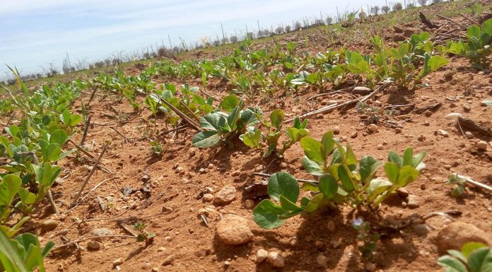 El FEGA fija los importes definitivos de las ayudas asociadas a superficies de la PAC 2025 leguminosas