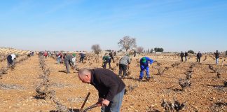 Convocado VII Concurso Regional Poda Viñedo en vaso de Miguel Esteban