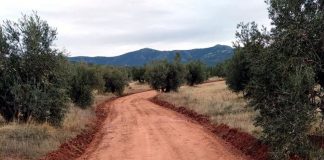PP Castilla-La Mancha denuncia el “abandono” del Gobierno regional de los caminos de concentración parcelaria caminos