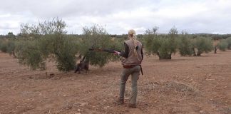 Comienza periodo de media veda de caza en Castilla-La Mancha