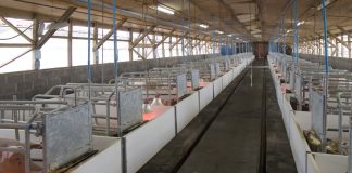 Uno de los mayores mataderos de porcino de Europa abre sus puertas en Zafra (Badajoz) granja porcina